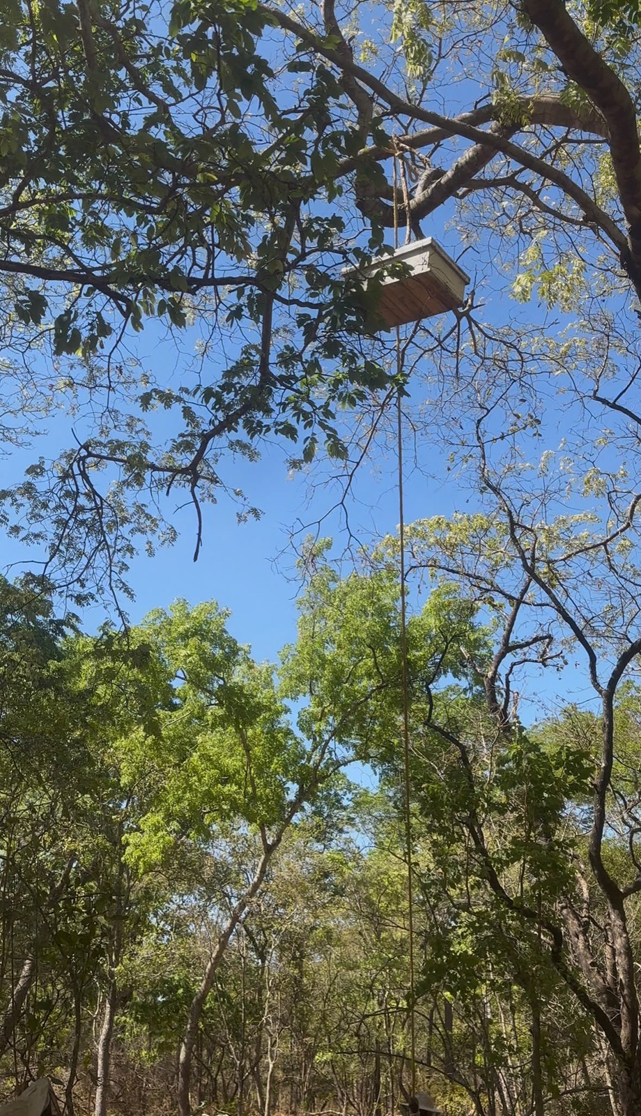A beehive suspended in a tree in the forest